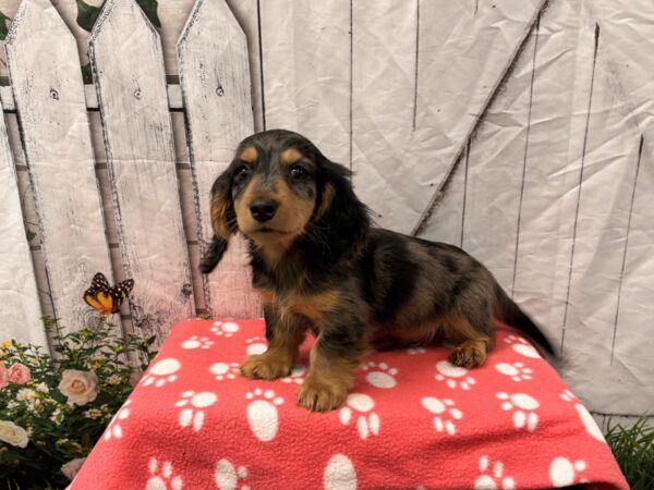 [#2374] Gray Tan / White Male Dachshund Puppies for Sale