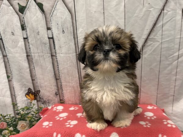 [#2365] Red Female Lhasa Apso Puppies for Sale