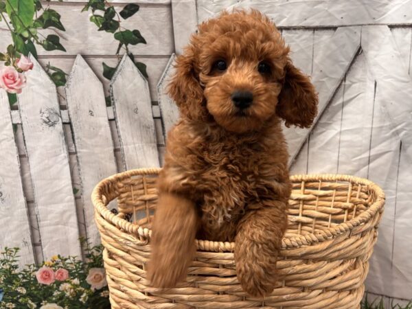 [#2354] Red Female Goldendoodle Mini Puppies for Sale