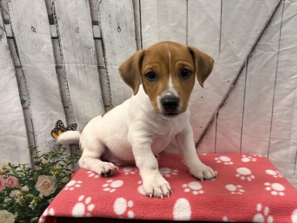 [#2361] Brown / White Male Jack Russell Terrier Puppies for Sale