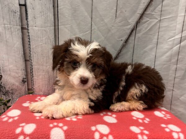 [#2376] Chocolate / White Male Aussiedoodle Puppies for Sale