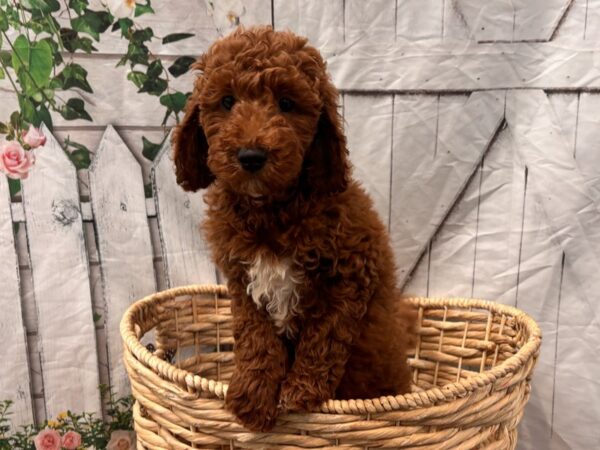 [#2364] Red Male Goldendoodle Puppies for Sale
