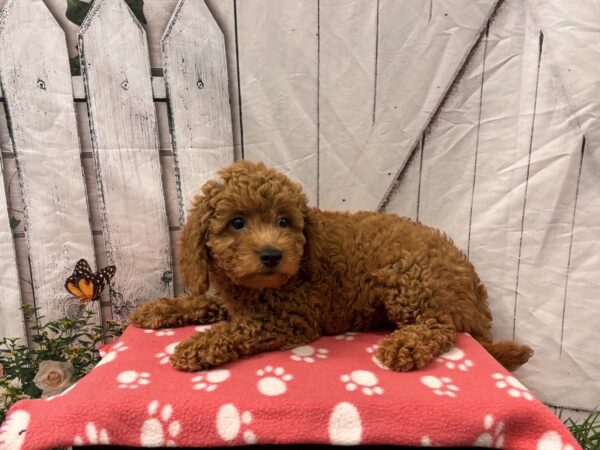 [#2363] Red Male Goldendoodle Mini 2nd Gen Puppies for Sale