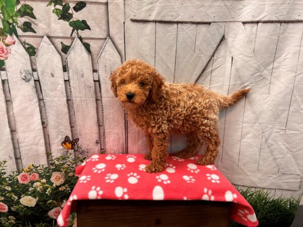 [#2353] Red Male Poodle Mini Puppies for Sale