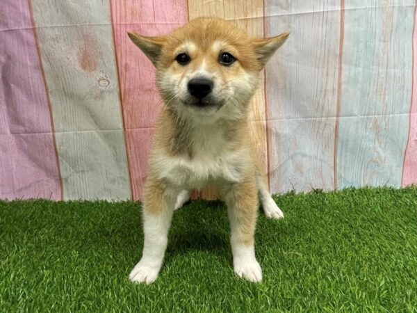 [#29673] Red Female Shiba Inu Puppies for Sale