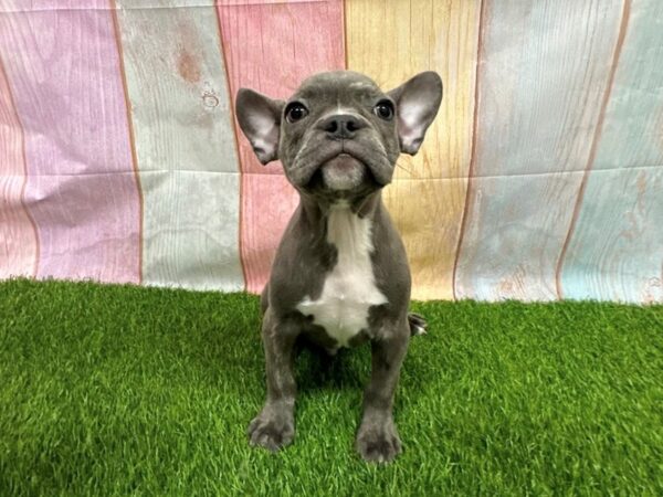 [#29646] Blue Fawn Male Frenchton Puppies for Sale