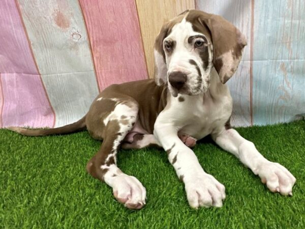 [#29657] Chocolate Harlequin Male Great Dane Puppies for Sale