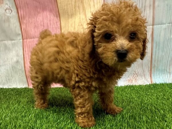 [#29661] Red Female Poodle Mini Puppies for Sale
