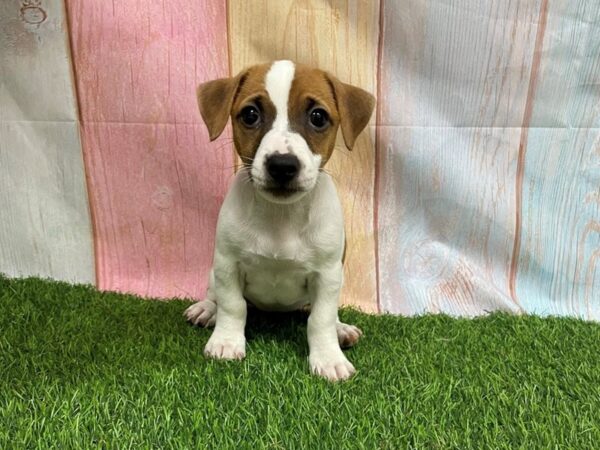 [#29660] Brown / White Female Jack Russell Terrier Puppies for Sale