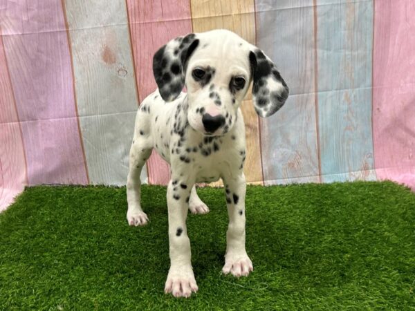 [#29589] Black / White Female Dalmatian Puppies for Sale