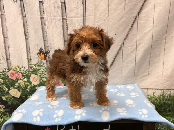[#2323] Sable Female Yorkiepoo Puppies for Sale