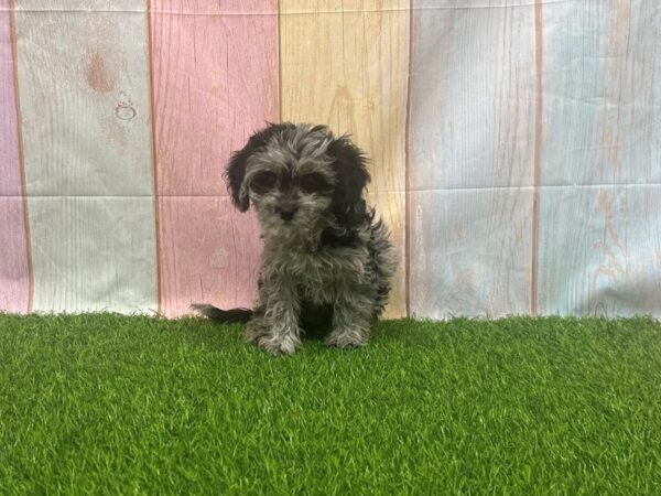 [#29619] Blue Merle / White Female Cavapoo Puppies for Sale