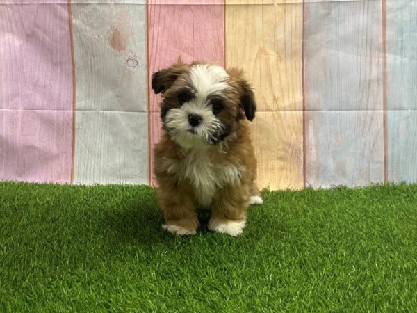[#29623] Reddish Brown Male Lhasa Apso Puppies for Sale