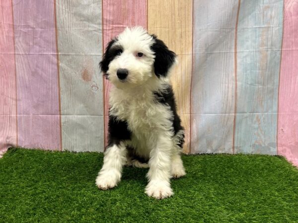 [#29621] Black / White Female Sheepadoodle Puppies for Sale