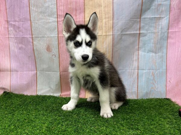 [#29613] Black / White Male Siberian Husky Puppies for Sale