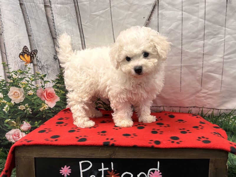 Available Pets Petland Lake St. Louis & Fenton, MO