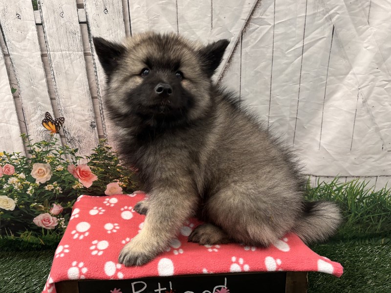 Keeshond Puppies For Sale Petland Lake St Louis Fenton MO keeshond-puppies-for-sale-petland-lake-st-louis-fenton-mo
