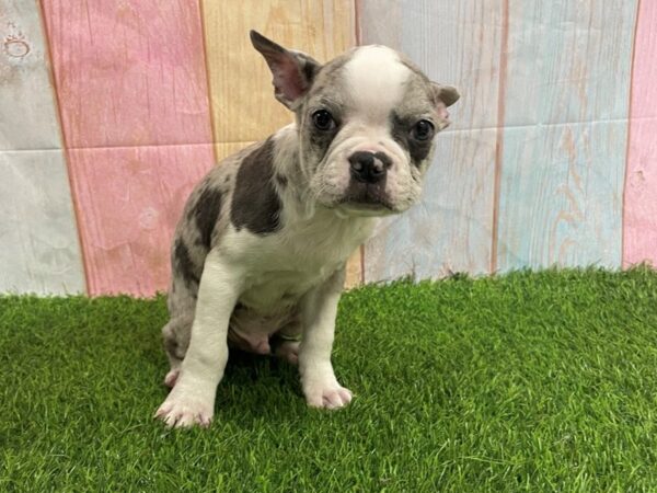 [#29671] Blue Merle / White Male Boston Terrier Puppies for Sale