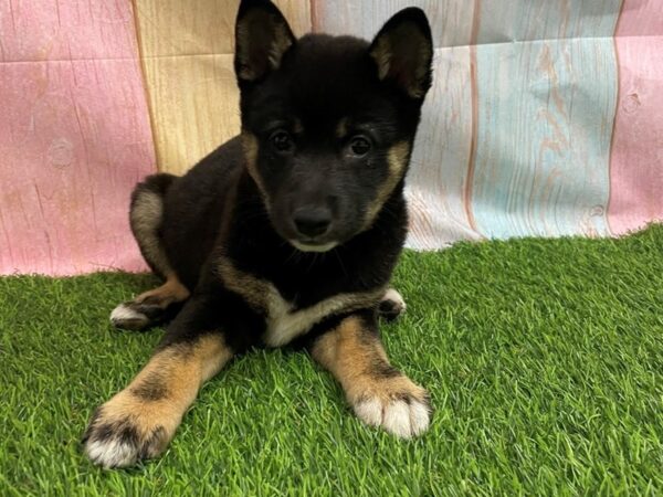 [#29653] Black / Tan Female Shiba Inu Puppies for Sale