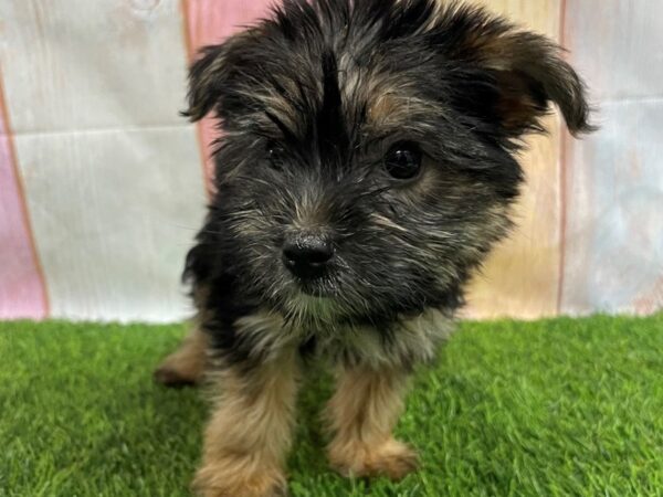 [#29665] Black / Tan Female Morkie Puppies for Sale