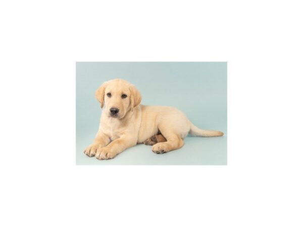 [#29679] Yellow Male Labrador Retriever Puppies for Sale