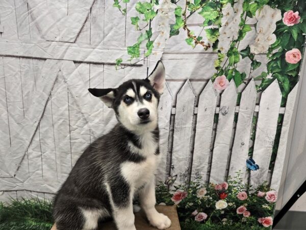 [#2382] Black / White Female Siberian Husky Puppies for Sale