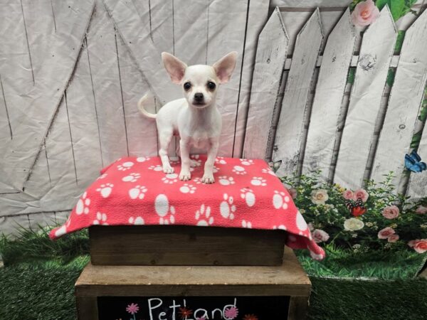 [#2381] Fawn / White Female Chihuahua Puppies for Sale