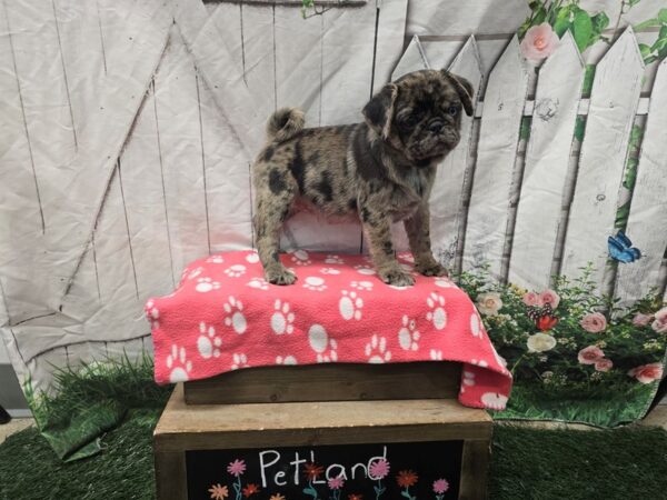 [#2385] Blue Merle Female Pug Puppies for Sale