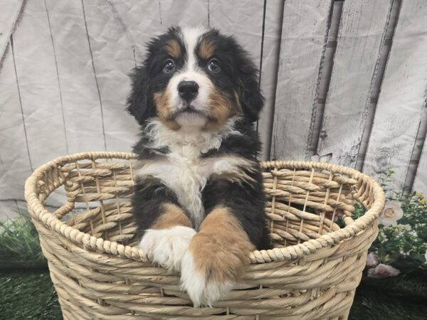 [#2386] Black Rust and White Male Bernese Mountain Dog Puppies for Sale