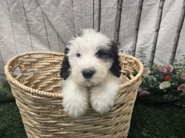 [#2383] Black and White Female Old English Sheepdog Puppies for Sale