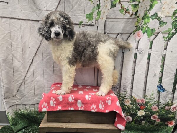 [#2384] Merle Female Standard Poodle Puppies for Sale
