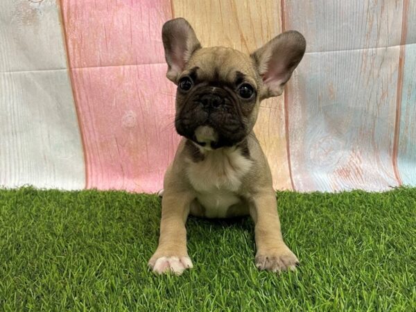 [#29685] Fawn Sable Male French Bulldog Puppies for Sale