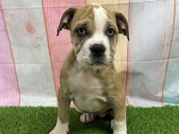 [#29680] Merle Female Old English Bulldog Puppies for Sale