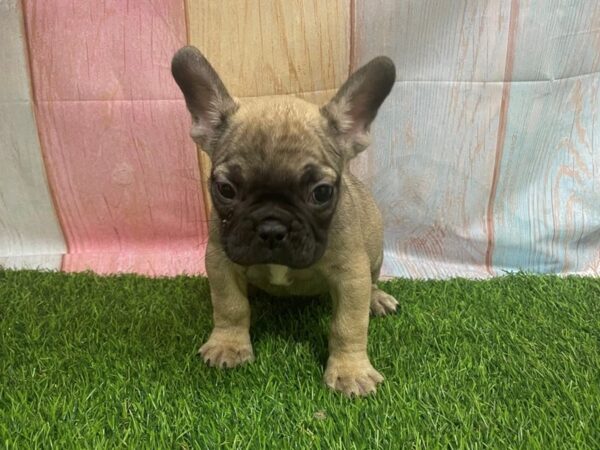 [#29684] Fawn Sable Female French Bulldog Puppies for Sale