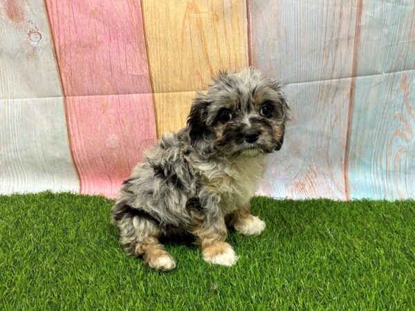 [#29681] Blue Roan Female Cockapoo Puppies for Sale