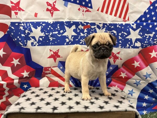[#2388] Fawn Male Pug Puppies for Sale