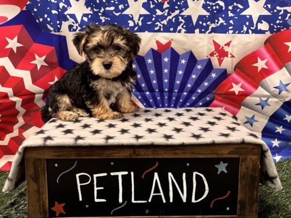 [#2403] Black / Tan Male Morkie Puppies for Sale