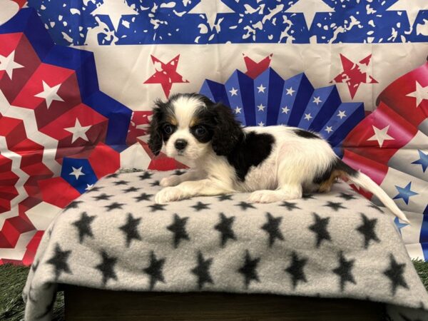[#2401] Tri-Colored Male Cavalier King Charles Spaniel Puppies for Sale
