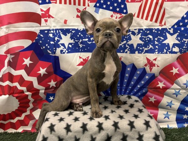 [#2400] Blue Male Frenchton Puppies for Sale