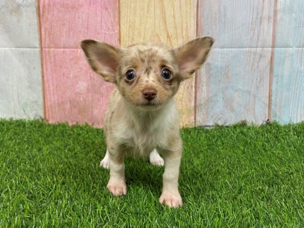 [#29704] Chocolate Merle Male Chihuahua Puppies for Sale