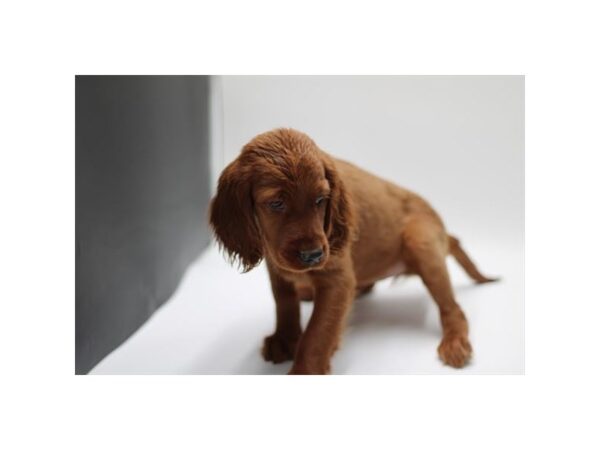 [#29711] Red Female Irish Setter Puppies for Sale