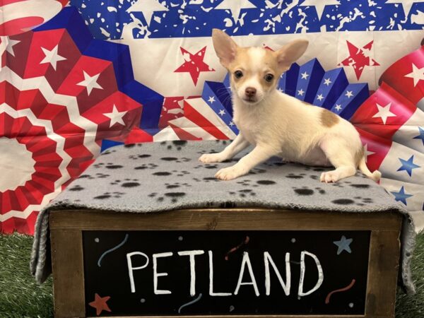 [#2425] Fawn Female Chihuahua Puppies for Sale