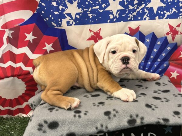 [#2411] Red / White Male Victorian Bulldog Puppies for Sale