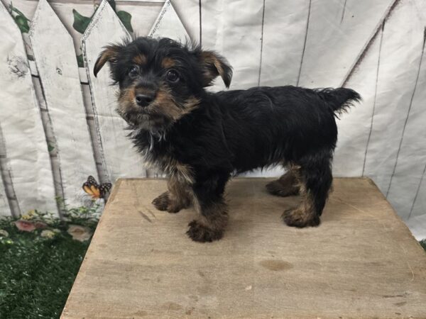 [#2430] Black / Tan Male Yorkshire Terrier Puppies for Sale