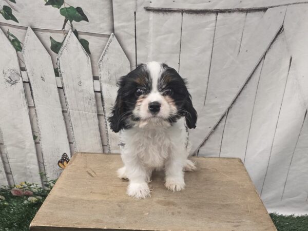 [#2431] Black White / Tan Female Cavapoo Puppies for Sale