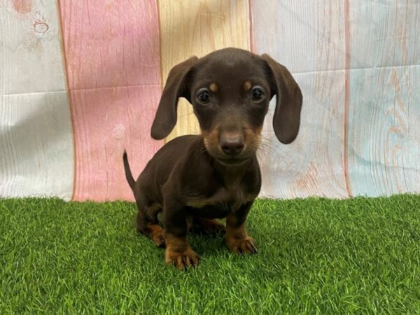 [#29726] Chocolate and Tan Male Dachshund Puppies for Sale