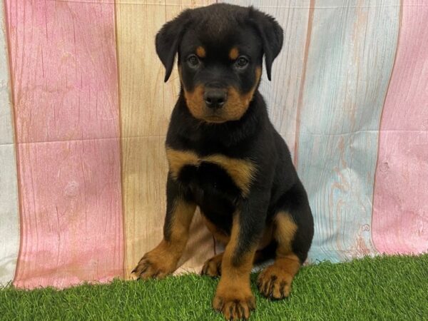 [#29722] Black / Tan Male Rottweiler Puppies for Sale