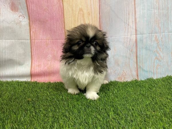 [#29712] Brown / White Female Pekingese Puppies for Sale