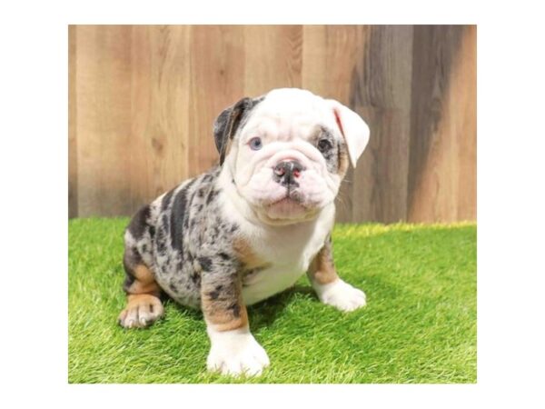 [#29746] Blue Merle Male English Bulldog Puppies for Sale