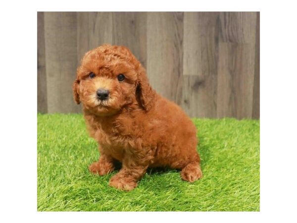 [#29748] Red Female Bichonpoo Puppies for Sale